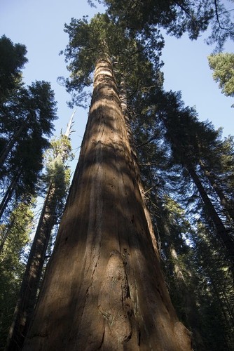 Sequoiadendron giganteum - sequoiadendron,