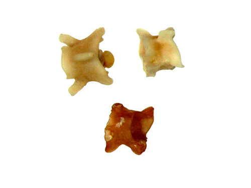 Oligocene fossil brooksville - oligocene,