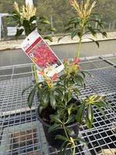 Pieris Forest Flame 2L Pot