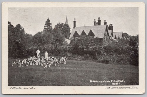 Chorleywood hertfordshire fox - hertfordshire,