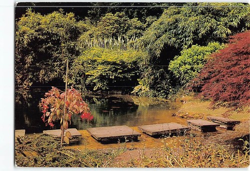 Postcard the golden orfe - orfe, pool