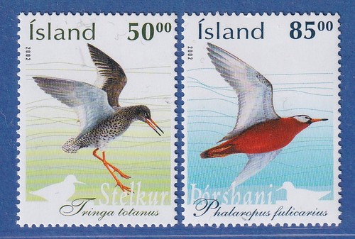 Iceland 2002 birds - birds,, redthigh