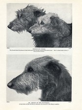 SCOTTISH DEERHOUND HEAD