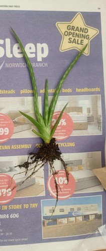 Aloe vera plant houseplant - aloe,