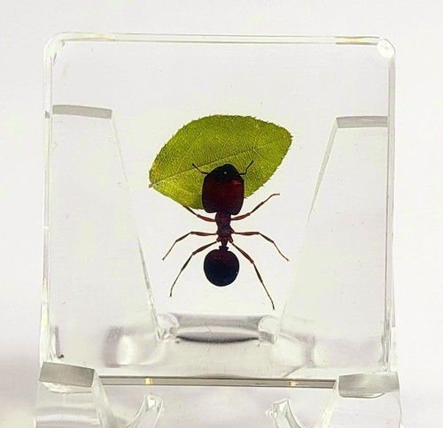 38mm real red fire - red, ant