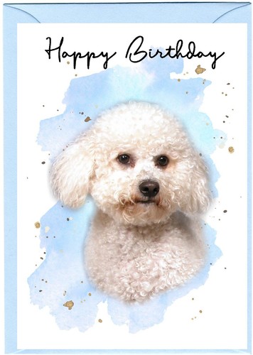 Bichon frise dog - bichon,