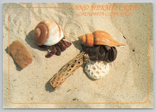 Land hermit crabs coenobita - hermit,