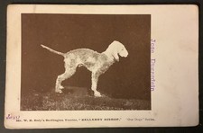 Antique dog postcard - ,