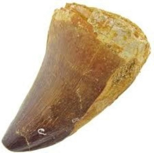 Mosasaurus tooth marine - mosasaurus,