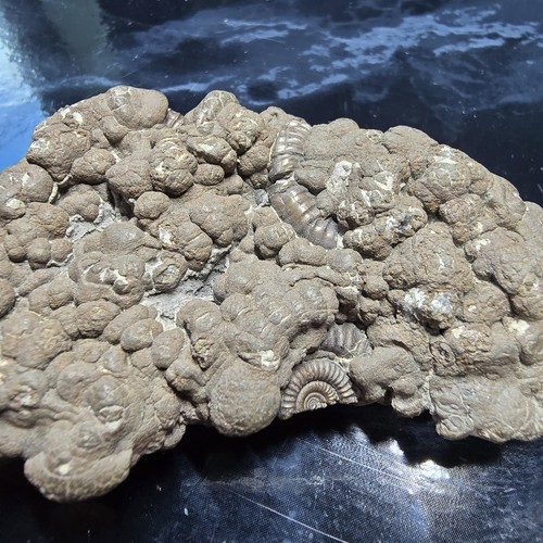 Big pyrite multi ammonite - pyrite, multi-ammonite