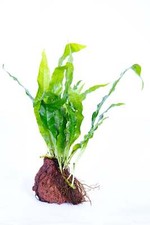 Java fern rock - fern,
