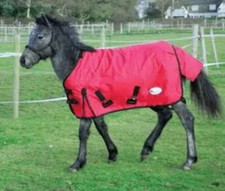 Rhinegold Foal Konig Outdoor