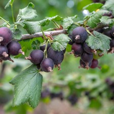 Jostaberry Bush Plant in 9cm Pot - Gooseberry/Blackcurrant Hybrid Fruiting Shrub
