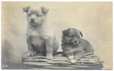 Two puppies real photo postmark 1911 - Rotary