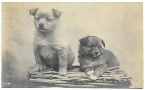 Two puppies real photo