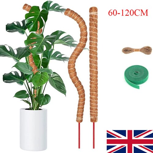 Moss pole for cheese - for,