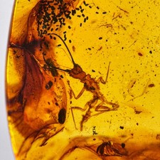 Burmese amber fossil lacewing - amber,