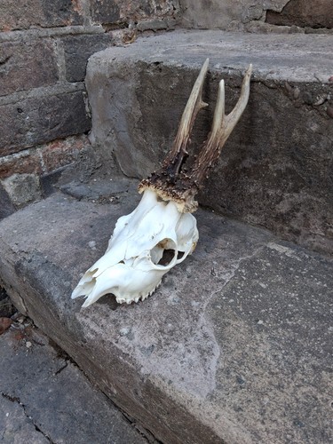 Roe deer skull taxidermy man - deer,