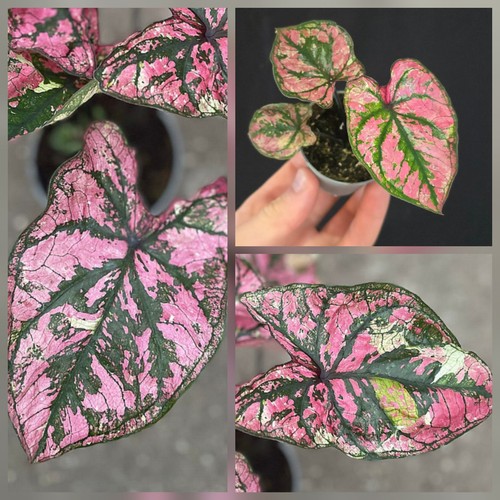 Coladium purple light - coladium, "purple