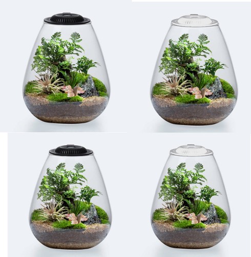 Betta terrarium glass bio - glass,