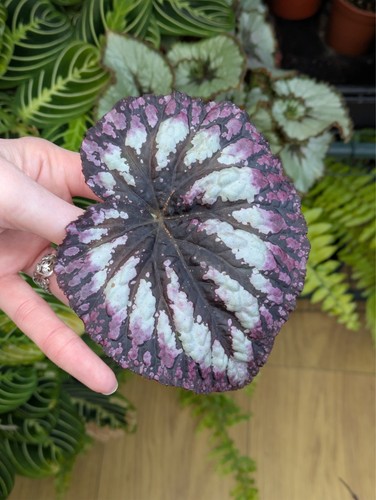 Begonia fireworks fresh leaf - fireworks,
