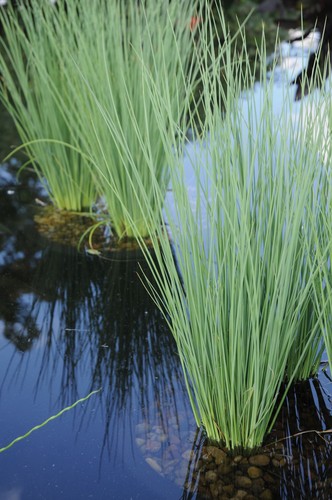 Juncus inflexus blue - juncus, ‘blue
