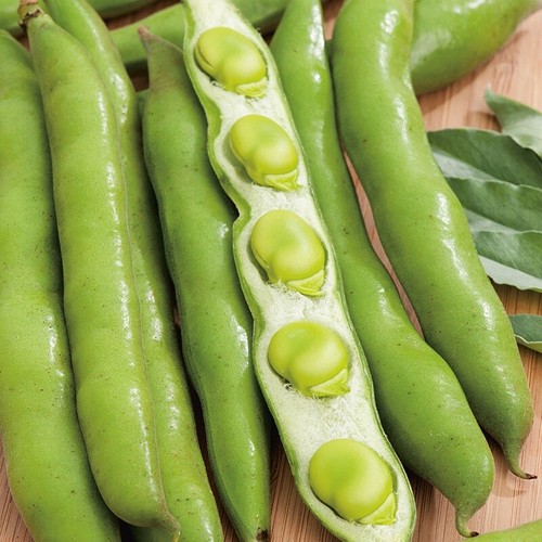 Masterpiece green longpod - masterpiece,
