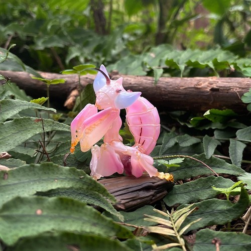 Stock animal heavenly - 【in-stock】animal,