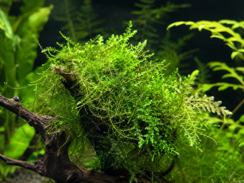 Live mixed aquarium moss - moss, 5g