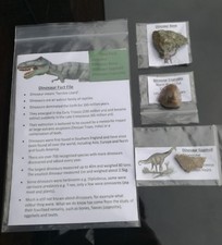Dinosaur Fossil Pack REAL DINOSAUR Fossils -  Egg Shell, Bone, Coprolite