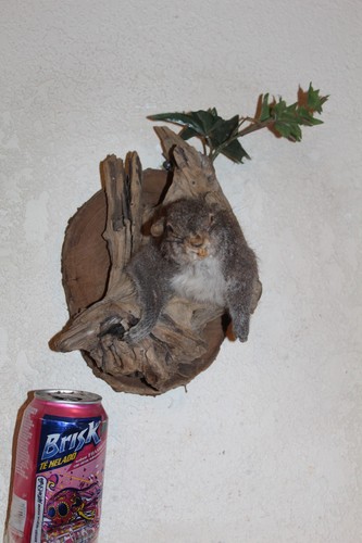 Taxidermy squirrel chipmunk - taxidermy,