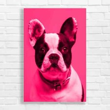 Adorable French Bulldog Pink