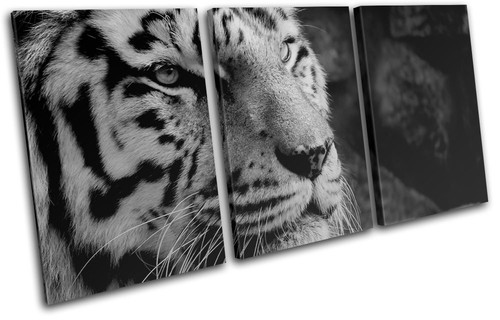 White siberian bengal tiger - white,