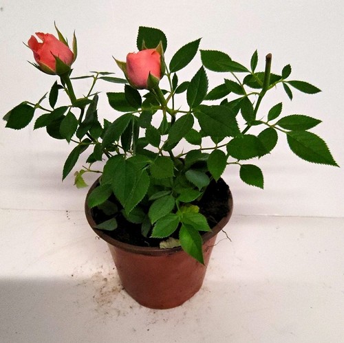 Orange rose potted - orange, (rosa)