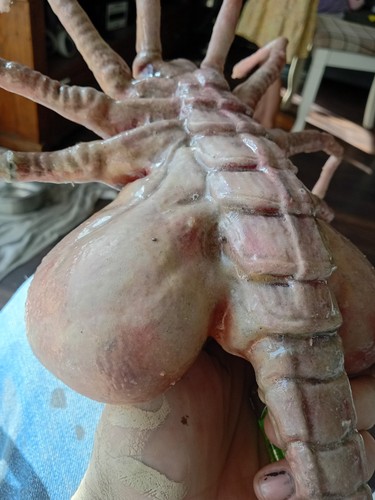 Face hugger painted large - face, 3d