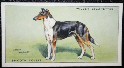 Smooth collie vintage - collie,