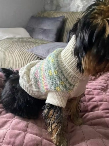 Dog jumper cats dogs - jumper,