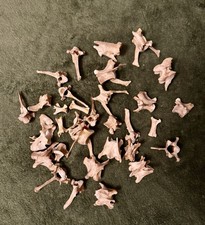 Red Fox Vertebrae
