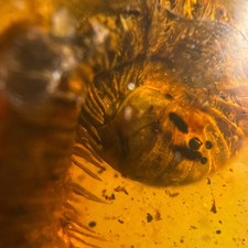 BIG MILLIPEDE in Burmese / Burmite amber fossil / 100% genuine amber 