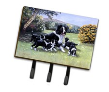 BDBA0257TH68 Border Collie