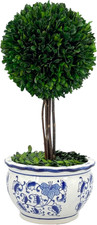 19" Real Boxwood Ball Topiary