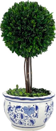 Real boxwood ball topiary - ball,