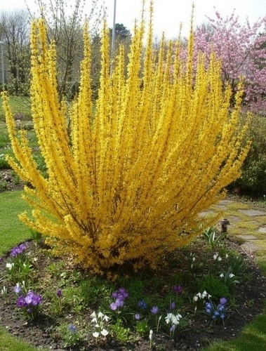 Forsythia intermedia lynwood - intermedia,