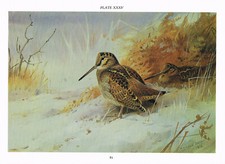 Winter Woodcock Bird Print