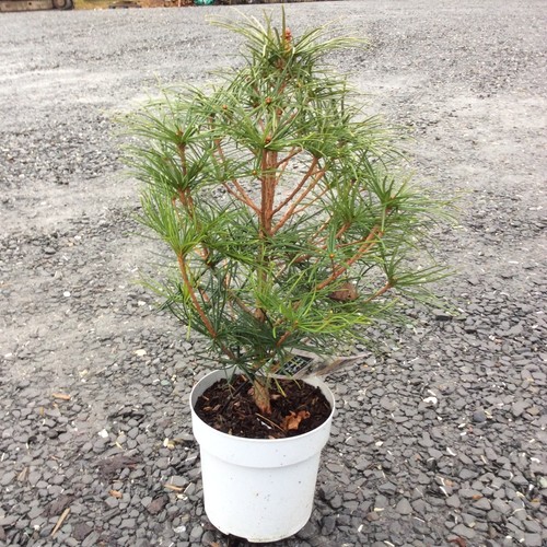 Sciadopitys verticillata