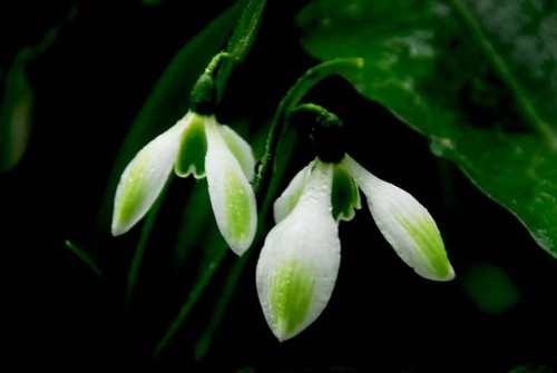 Galanthus emerald isle - isle,