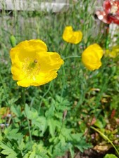 WELSH POPPY (PAPAVER CAMBRICUM) - 200 SEEDS