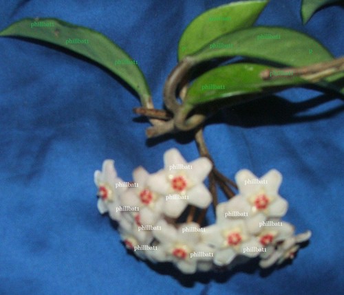 Hoya carnosa house - carnosa,