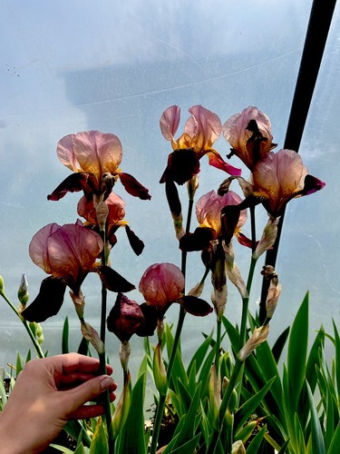 Bearded iris indian chief - bearded,