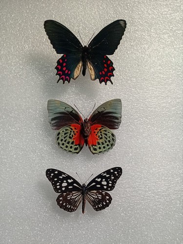 Butterfly specimen bundle - butterfly, bundle,